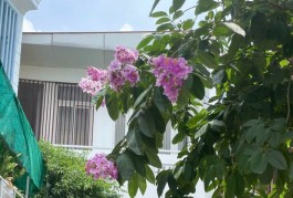 NHÀ 120m2 GẦN MẶT TIỀN -  HẺM NHỰA XE TẢI - TÔ NGỌC VÂN - VÀNH ĐAI 2 - 3PN - 2WC - CHỈ 50TR/M2